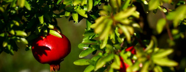 Granatno jabolko (Punica granatum)